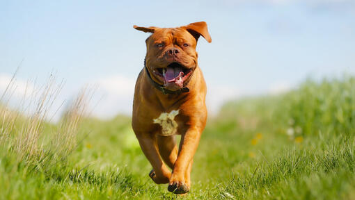 Bordeaux clearance mastiff puppy